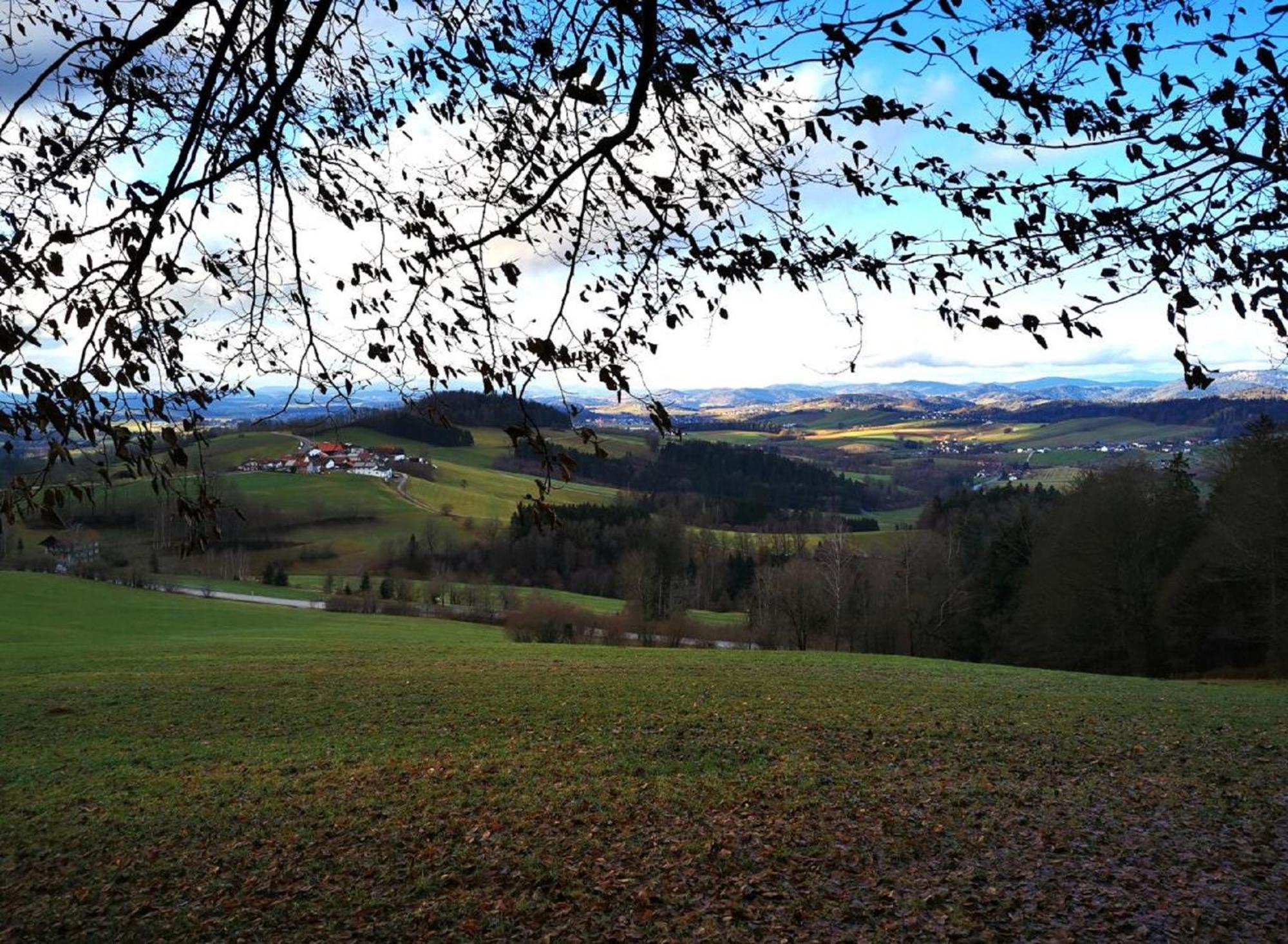 Ferienwohnung Am Woid - Herrliche Alleinlage - Vegane Einrichtung Waldkirchen Exterior foto